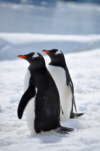 South snow gentoo