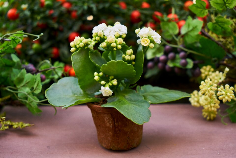 Plant garden green