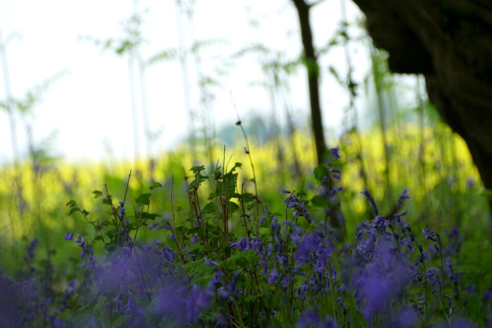 Summer field plant