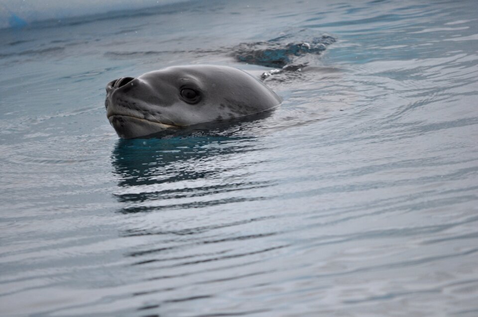Wildlife cold mammals