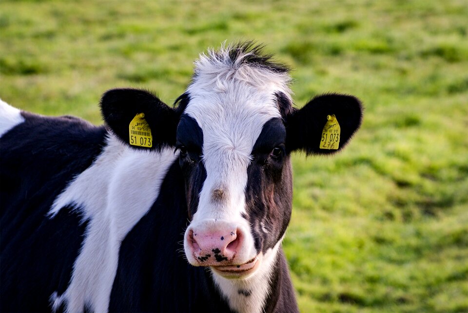 Grass animal agriculture