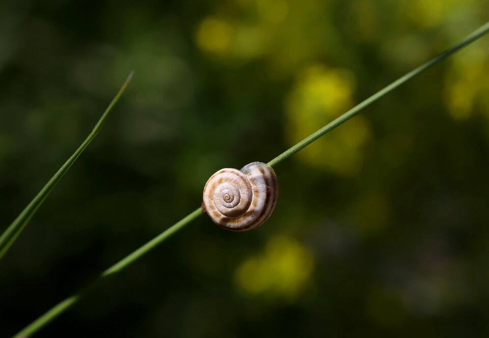 Plant field macro