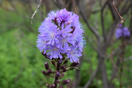 Northern flowers plants cicerbita alpine