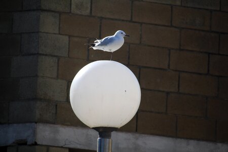 Architecture stone bird