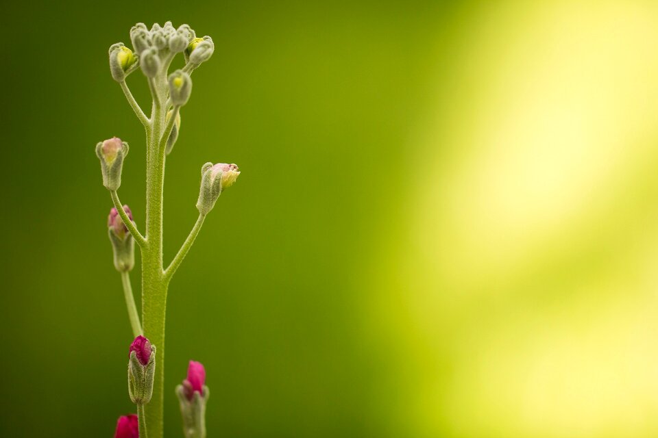 Flower flora outdoors