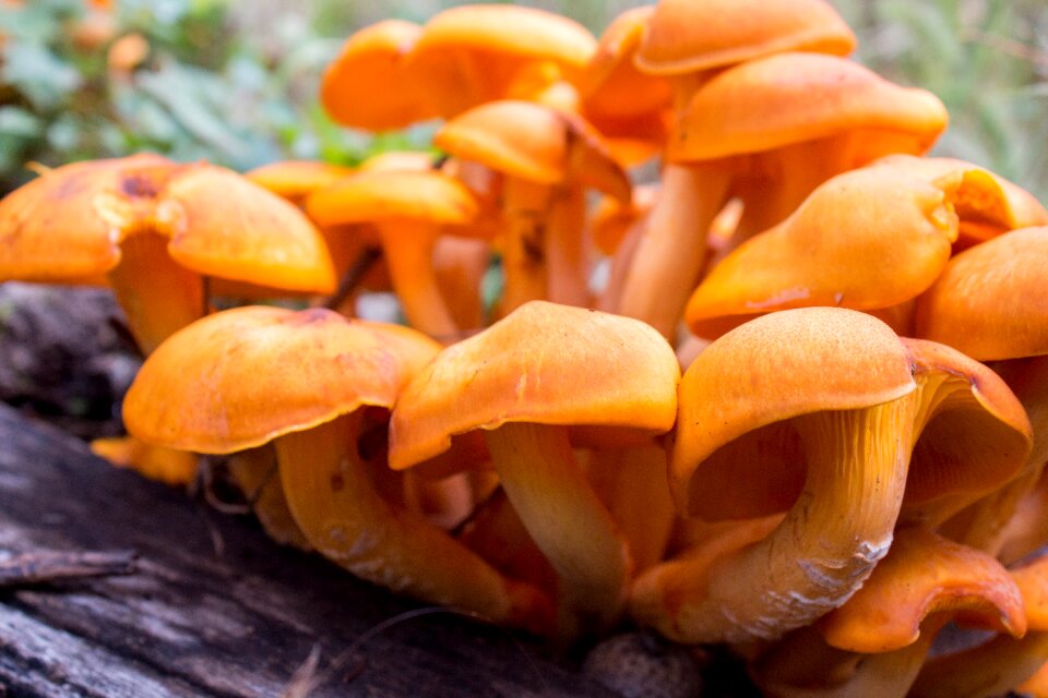 Fall food vegetable