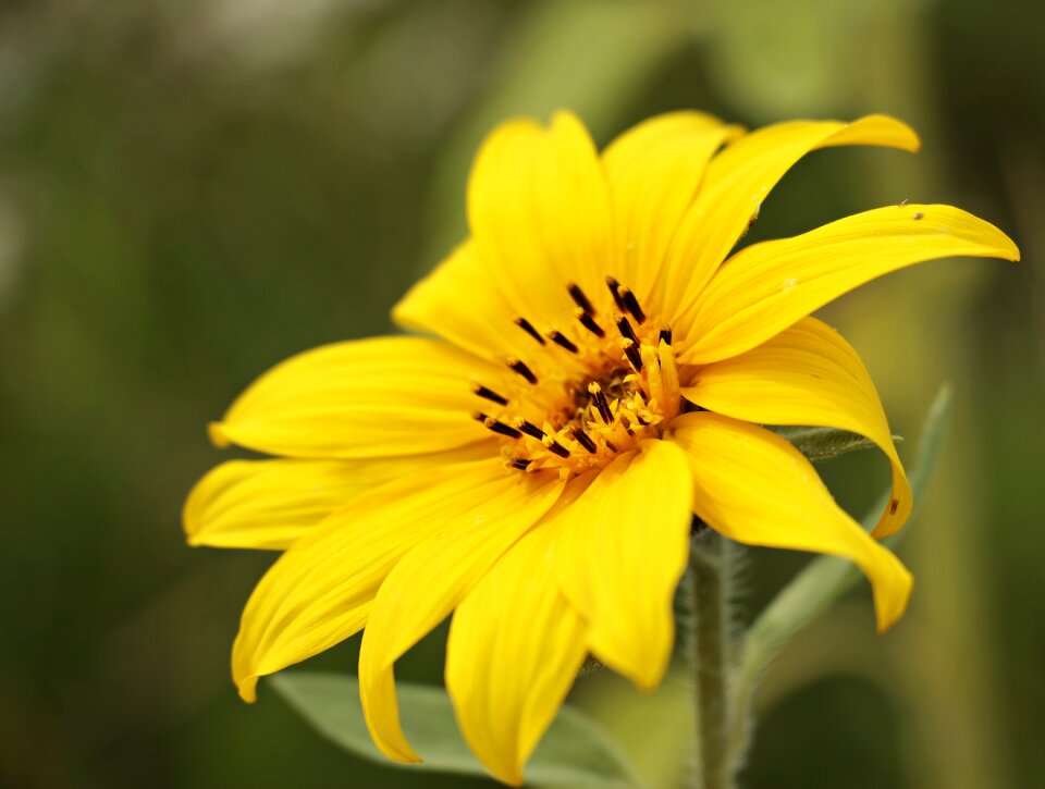Flower blossom bloom