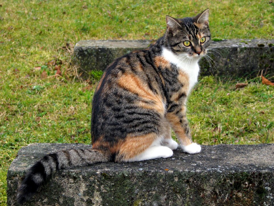 She-cat european shorthair sitting