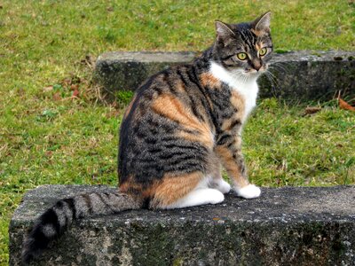 She-cat european shorthair sitting photo