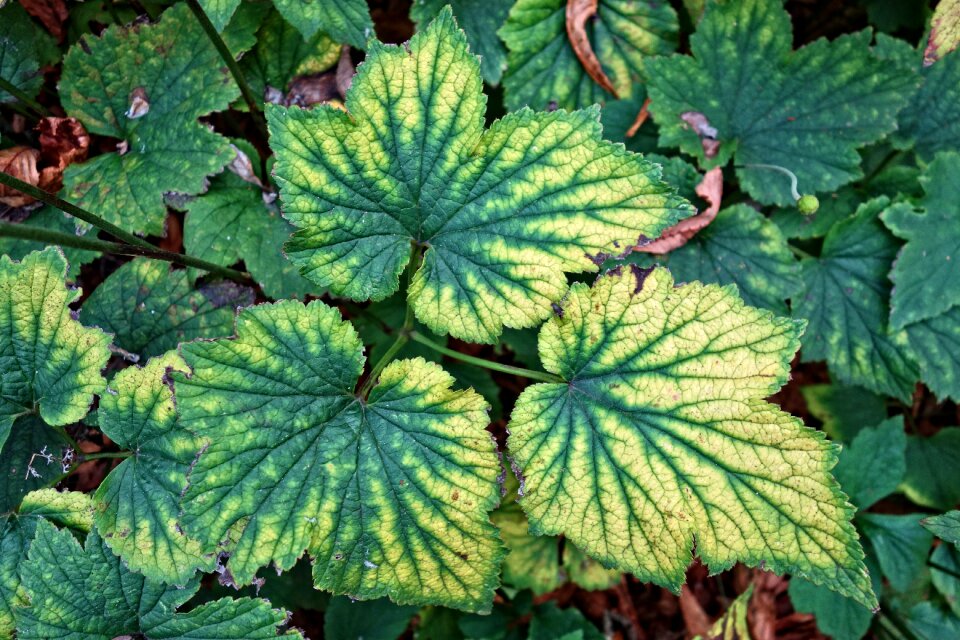 Pattern nature green pattern