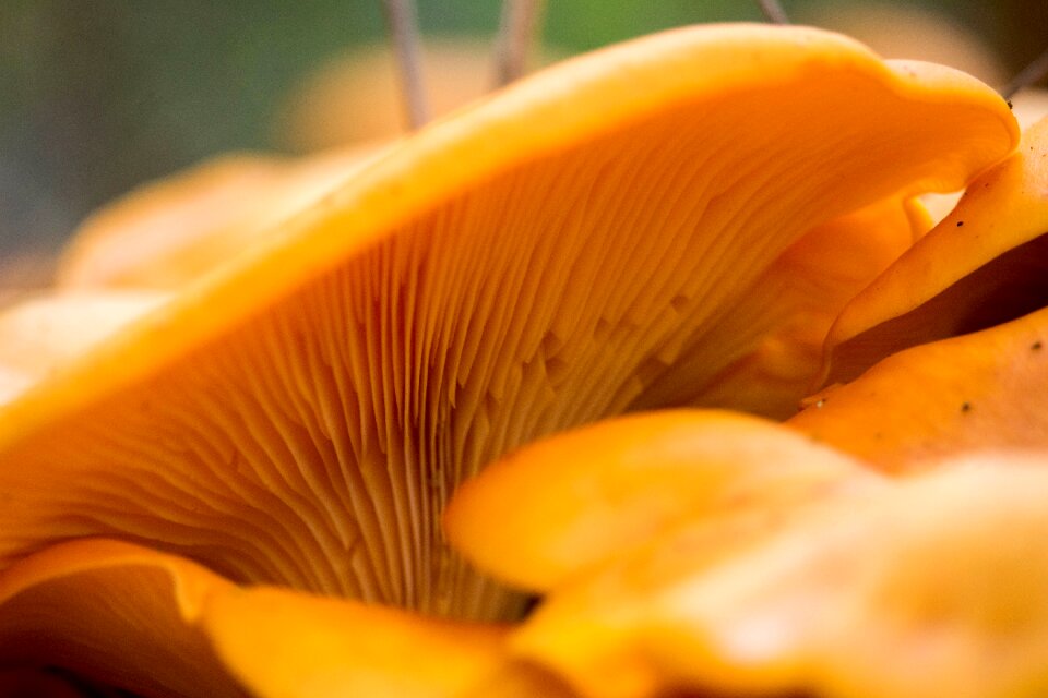 Mushroom color outdoors
