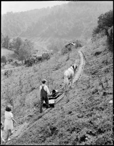 Franklin D. Sergent sledding home household coal from the mine. The company charges $2.80 monthly for household coal... - NARA - 541333