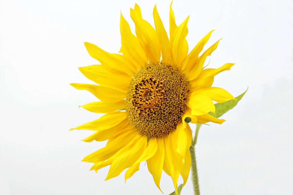 Blossom bloom yellow