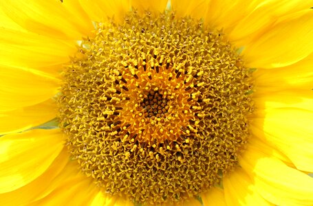 Blossom bloom yellow