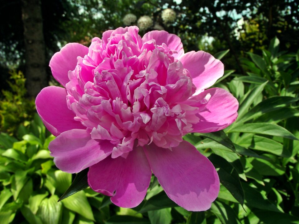 Garden nature plant