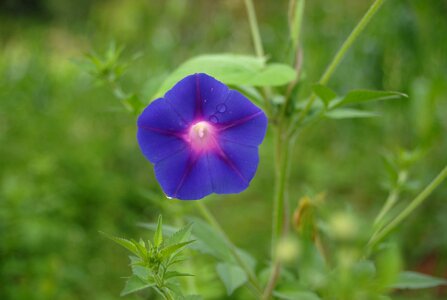 Bell wild flowers