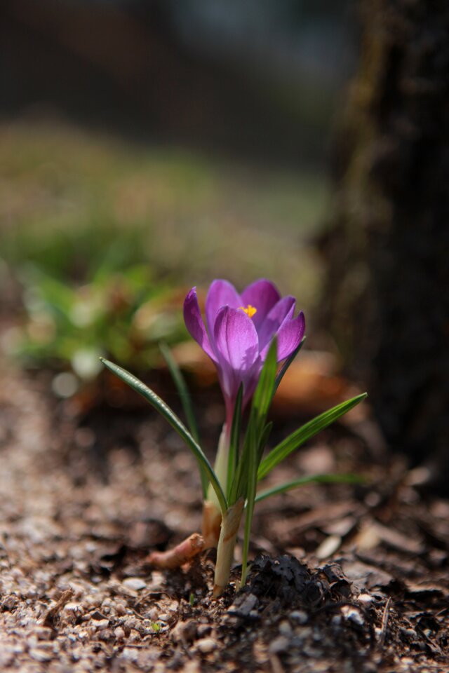 Leaf outdoors spring