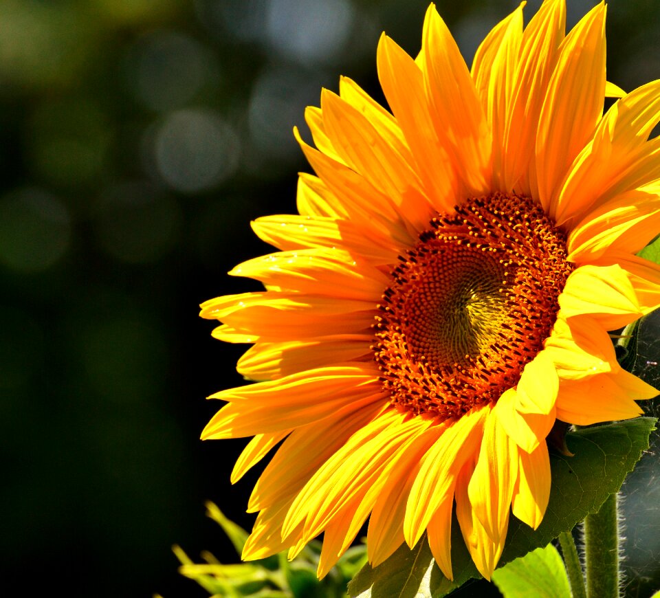 Blossom bloom yellow