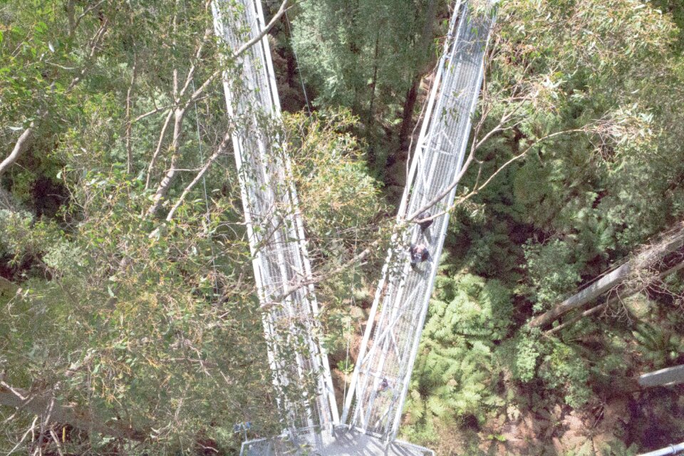 Forest steel pathway