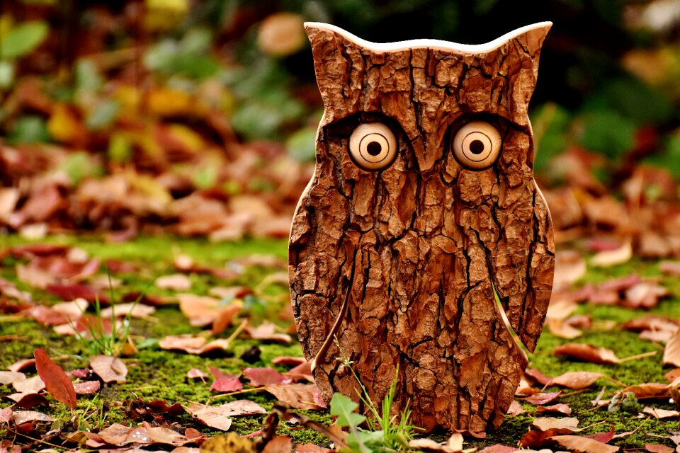 Autumn fall leaves eagle owl