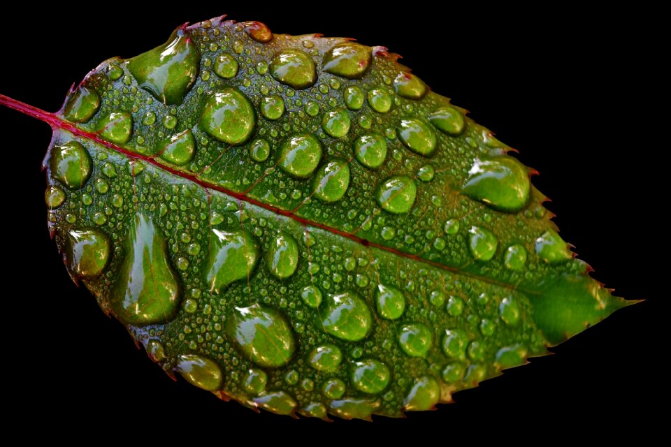 Wet drop of water beaded