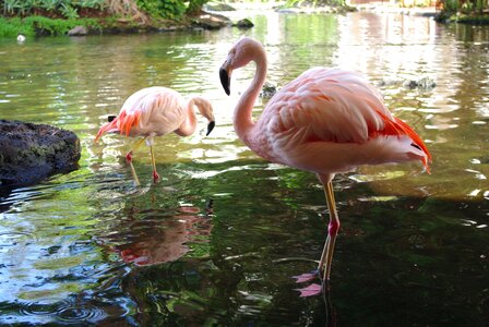 Water wildlife flamingo photo