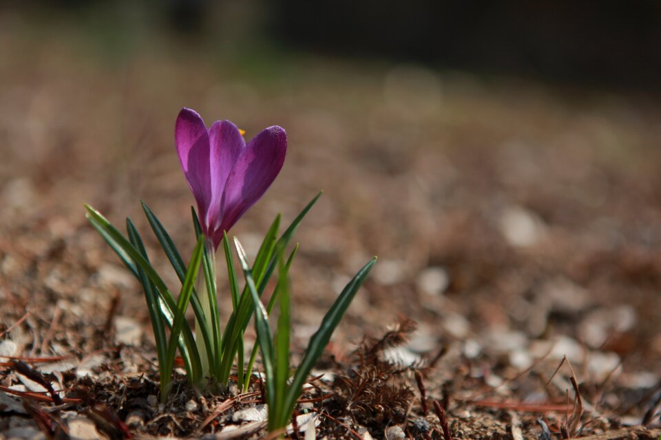 Leaf outdoors spring