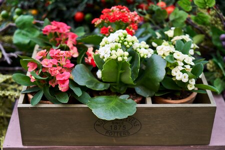 Plant garden green