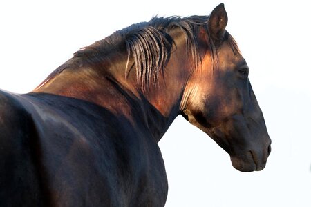 Face mane animal