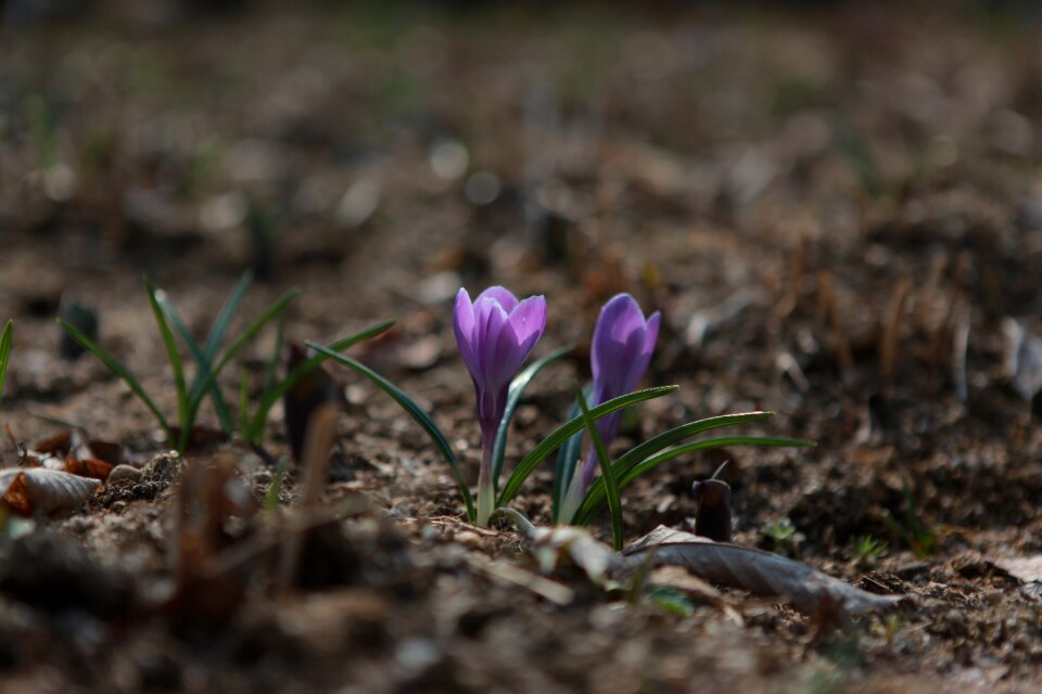 Leaf outdoors spring