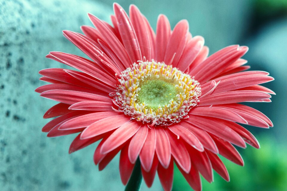 Summer color gerbera