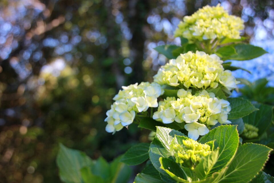 White flower spring garden