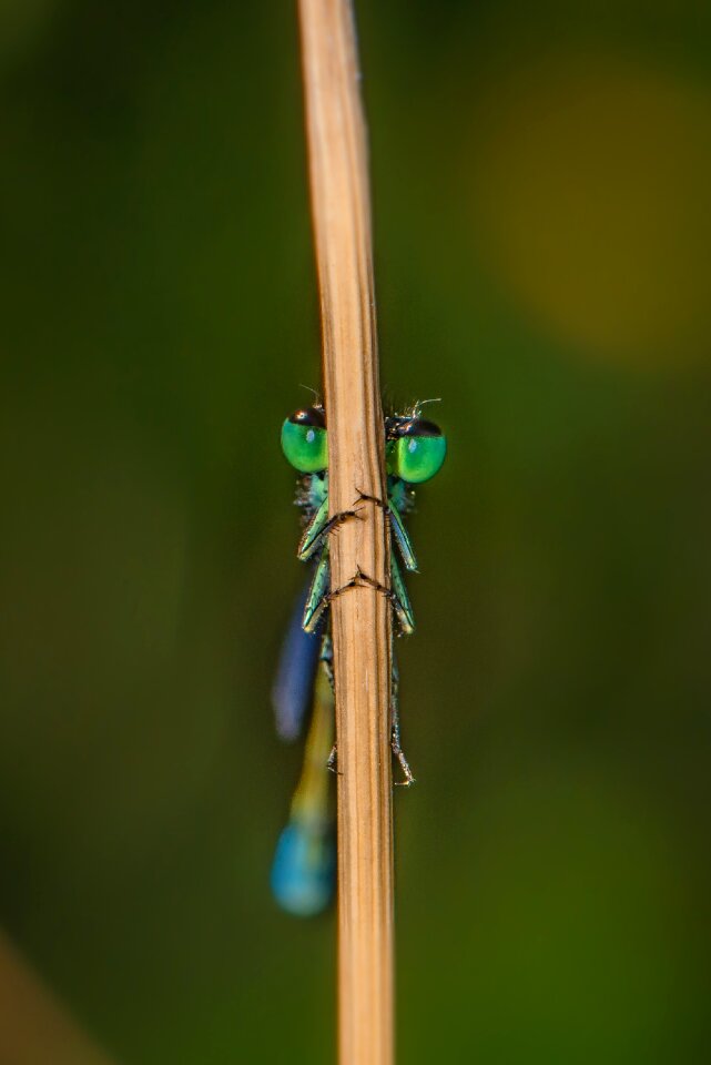 Nature macro compound eyes
