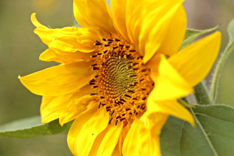 Flower blossom bloom
