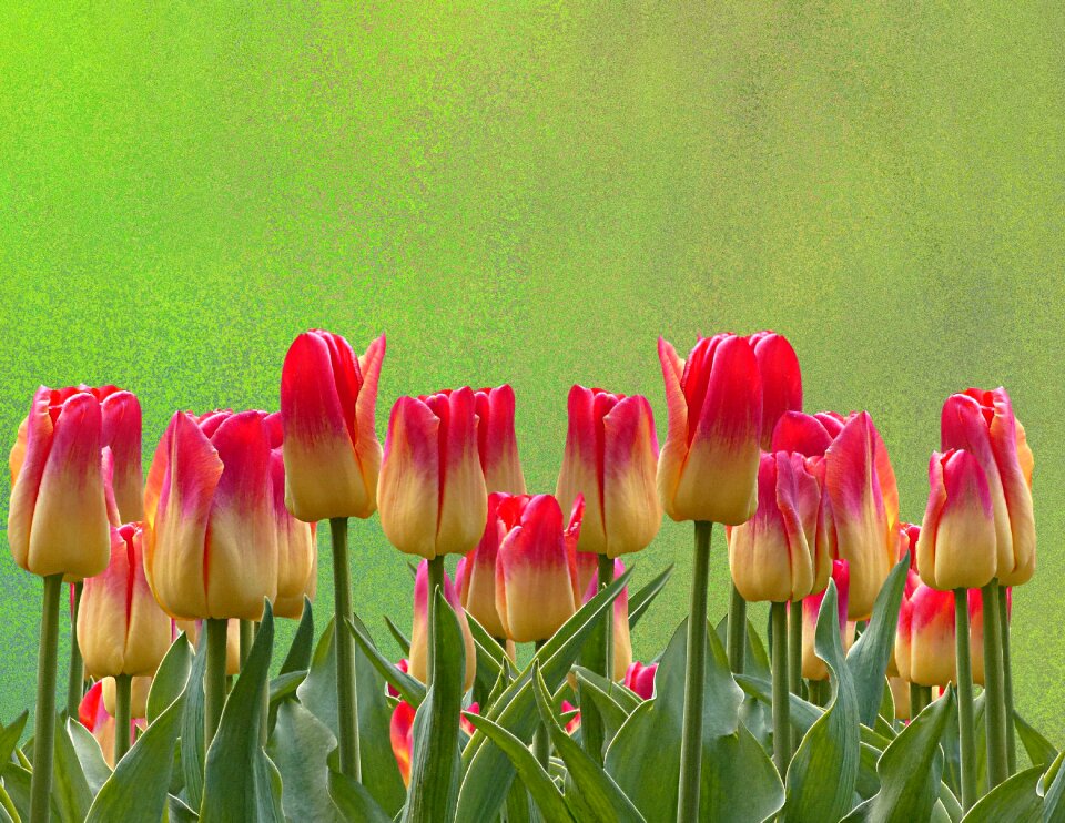 Nature flowers blossom