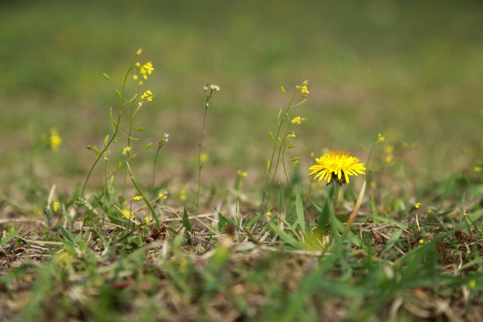 Flowers outdoors plants