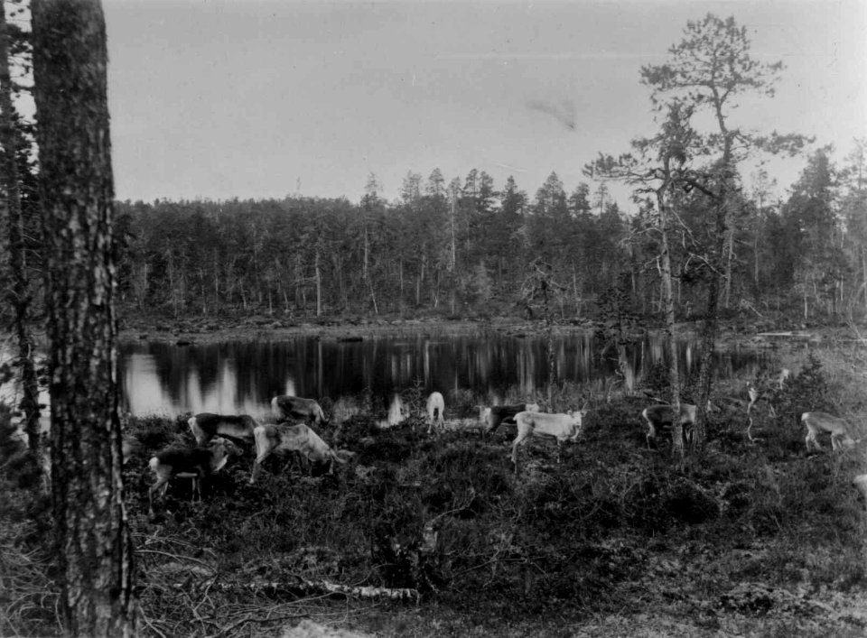 Gressende reinsdyr ved et tjern på Mutkavarre, Pasvikdalen, Sør-Varanger, Finnmark i 1890-årene - Norsk folkemuseum - NF.05063-022