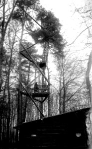 Grenzbeobachtungsposten im Wald - CH-BAR - 3236853