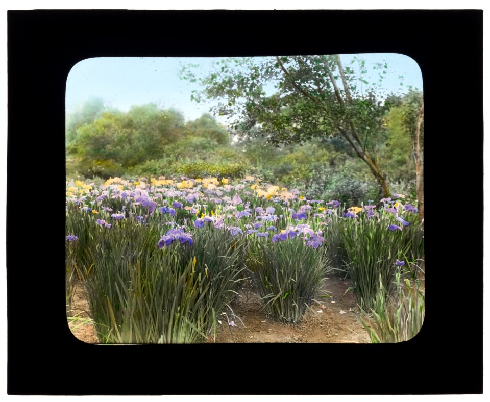 Grey-Croft, Stephen Swete Cummins house, Huntting Lane, East Hampton, New York. Japense iris garden LCCN2008675739