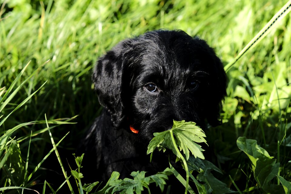 Dog puppy baby photo