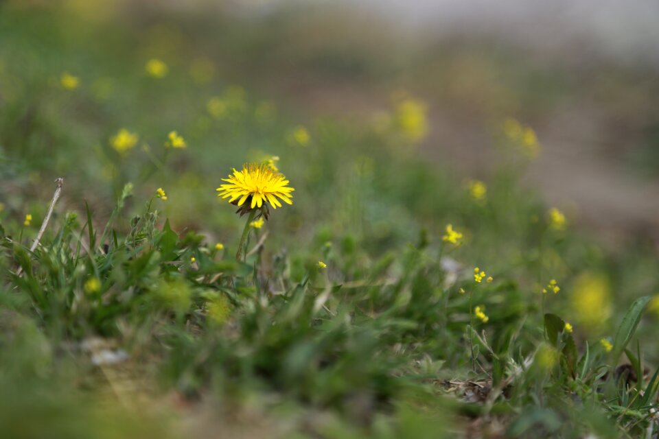 Flowers outdoors plants