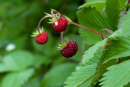 Fruit greet summer