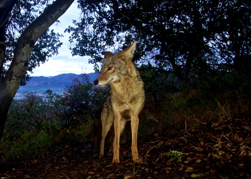 Griffith Park Coyote (18306740664)