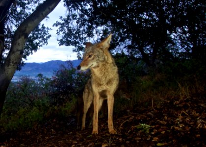 Griffith Park Coyote (18306740664) photo