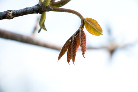 Tree spring nuts
