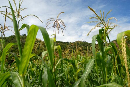 Flora wild maize field