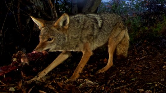 Griffith Park Coyote (18932145121)