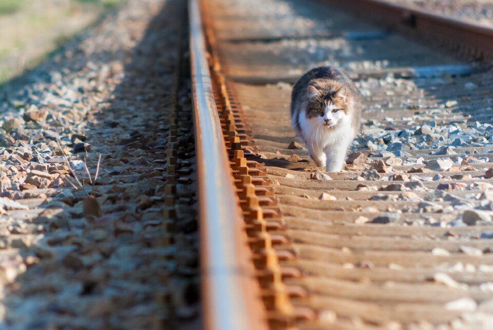 The rail animal steel