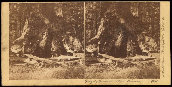 Grizzly Giant 33ft. Diam (94)