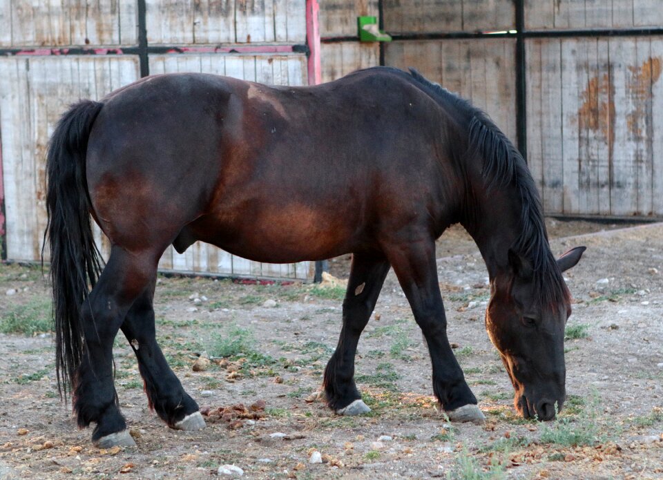 Equine equestrian mammal